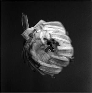 A Swarm of the Sun: An Empire - CD
