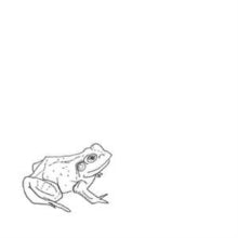 Aoife O'Donovan: Bull Frogs Croon (And Other Songs) - CD