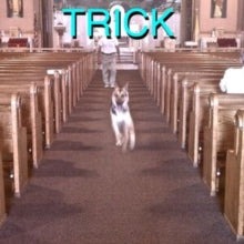 Alex G: Trick - Vinyl