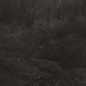 Lesley Mok: Transient - Vinyl