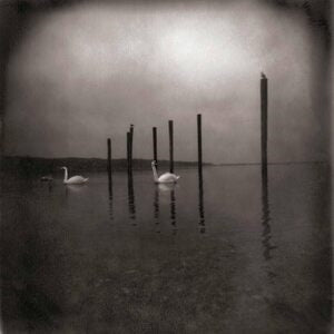 Om: Conference Of The Birds - CD