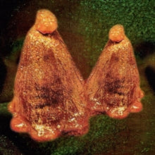 Black to Comm: Oocyte Oil & Stolen Androgens - Vinyl