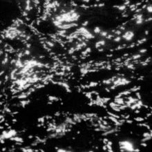 Grouper: Aia Dream Loss - Vinyl