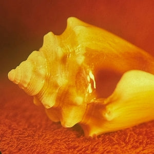 Allah-Las: Sirenas - Vinyl