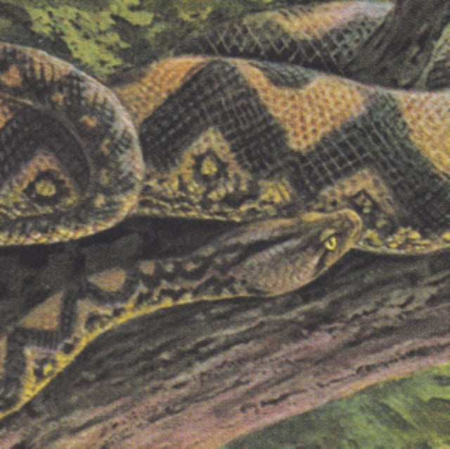 Rainforest Spiritual Enslavement: Ambient Black Magic - Vinyl