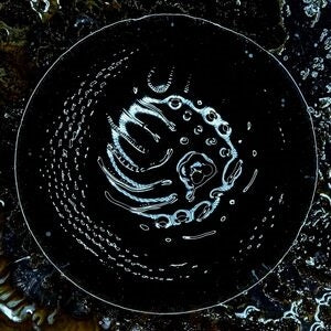 Stonus: Stonus - Vinyl
