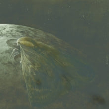 Augrimmer: Moth And The Moon - CD